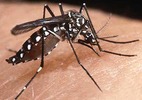 Nhận biết muỗi vằn hút máu truyền bệnh sốt xuất huyết