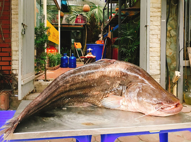 Cá leo 'khổng lồ' dài gần 1,8m xuất hiện ở Hà Nội
