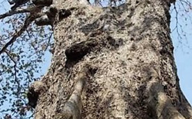 Cận cảnh cây bàng đá chết khô ở Sóc Trăng, đại gia trả giá 30 tỷ đồng