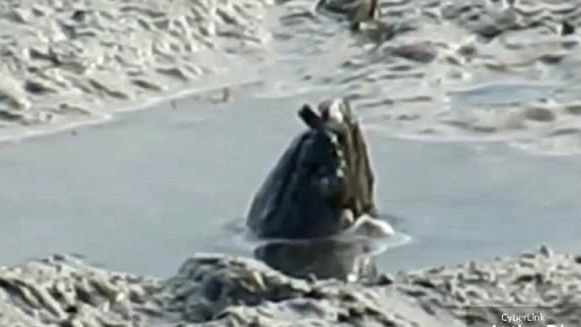 Video sinh vật bí ẩn trên sông Daintree gây sốt