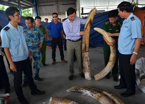 Đánh tráo, ăn cắp trên 150kg ngà voi tang vật, một cán bộ hải quan bị bắt