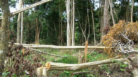 Khởi tố một loạt lãnh đạo công ty lâm nghiệp để mất rừng
