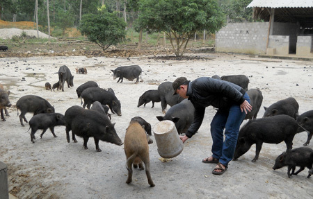 Vỡ tinh hoàn khi bị heo cắn