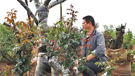 Gốc hồng Mẫu tử trăm tuổi: Trả tiền tỷ quyết không bán cho Trung Quốc