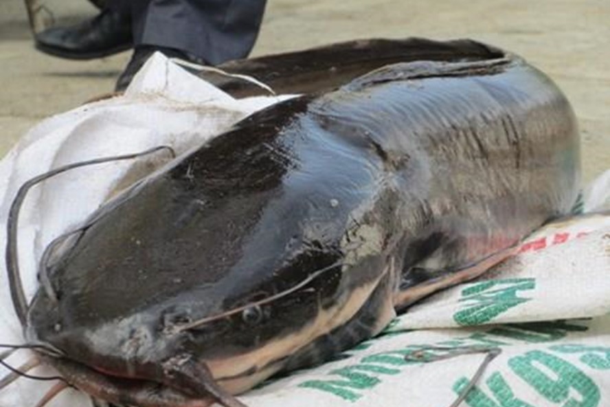 Liều mình với 'thủy quái': Cá trê 10kg, cá leo dài 1,8 mét