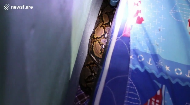 10 clip 'nóng': Phát hiện trăn 'khổng lồ' ẩn dưới gầm giường đứa trẻ