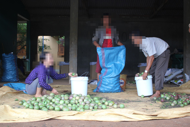 Chanh dây bất ngờ tăng vọt, thương lái thuê 'đầu gấu' vào ép giá