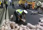 Cảnh sát giao thông TQ giúp bắt lợn trên cao tốc