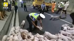 Cảnh sát giao thông Trung Quốc giúp bắt lợn trên cao tốc