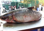 Cá trắm khổng lồ 42 kg xuất hiện xôn xao Hà Nội
