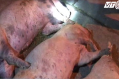 Phát hiện gần 7 tấn lợn chết đang phân hủy cập cảng Quảng Ninh