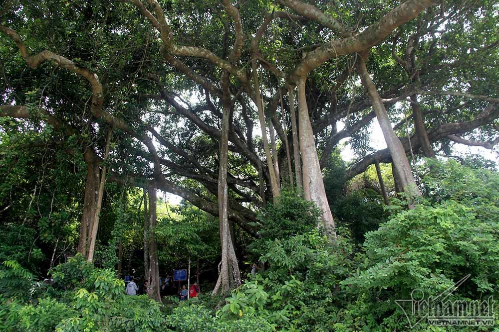 cây di sản, Sơn Trà, Đà Nẵng