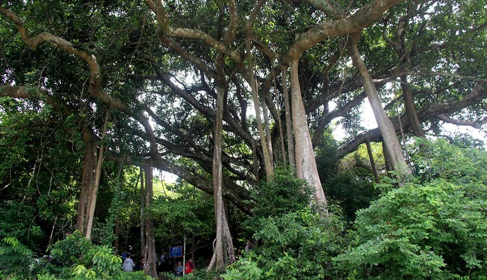 Cây 800 tuổi ở Đà Nẵng 'đau đớn' vì chằng chịt 'lời tỏ tình'