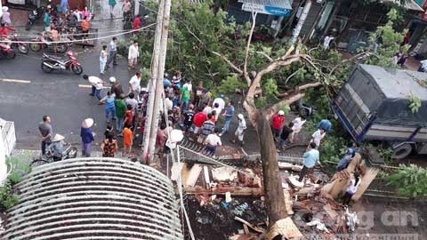 Bác sĩ trưởng khoa nguy kịch vì bị cây phượng 40 năm đè