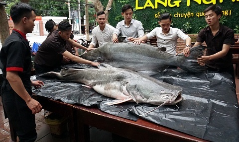 Cặp 'thủy quái' 200 kg xuất hiện gây xôn xao Đà Nẵng