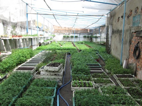 Giám đốc bỏ lương 2.000 USD về trồng rau bằng 'sóng điện thoại'