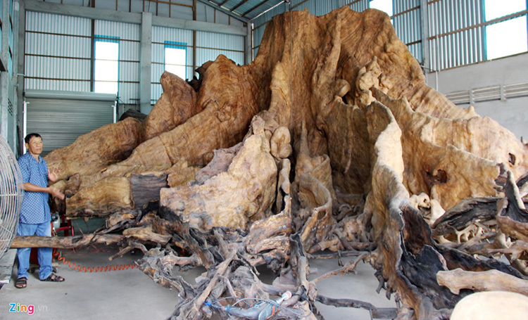 Nhiều linh vật trên gốc cây bàng hàng trăm năm tuổi