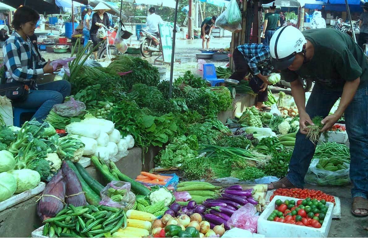 Dừa Bến Tre tăng giá kỷ lục, thiếu hàng