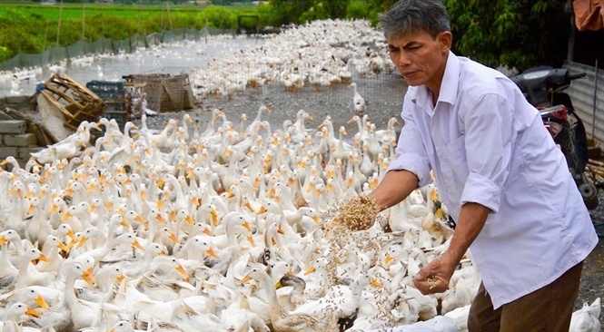 'Chúa vịt đất Bắc': Mỗi ngày nhặt cả... tải tiền