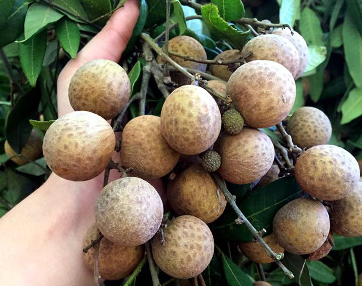 Nhãn đường phèn: Dân Hưng Yên muốn ăn cũng khó
