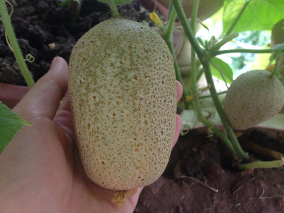 Arkansas Little Leaf Pickling Cucumber