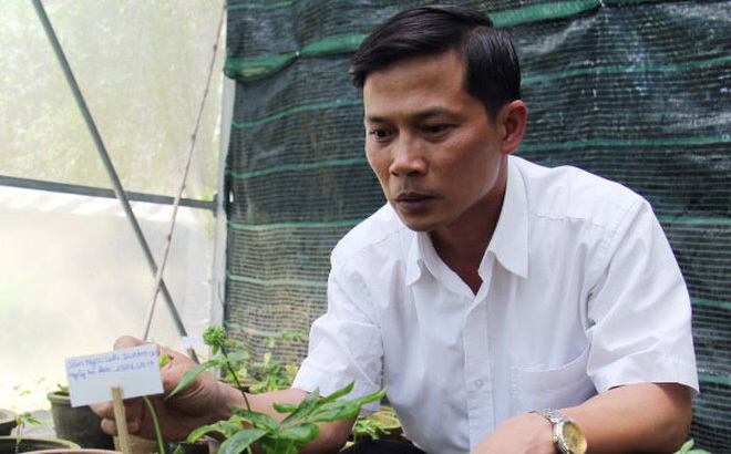 Người đầu tiên làm được điều kì diệu 'bắt' sâm Ngọc Linh nở hoa