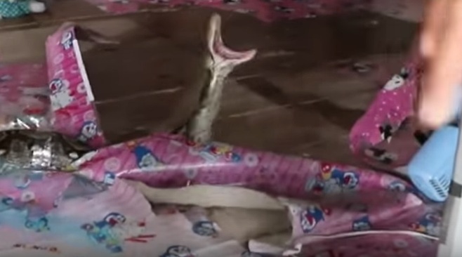 10 clip 'nóng': Người đàn ông bị mãng xà tấn công tóe máu