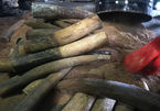 Phát hiện lượng ngà voi 'khủng' từ Châu Phi về VN
