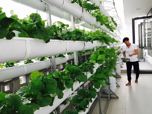 Cận cảnh những vườn rau sạch trong 'biệt thự triệu đô' của sao Việt