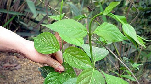 3 học sinh ăn lá ngón sau buổi học đầu tiên