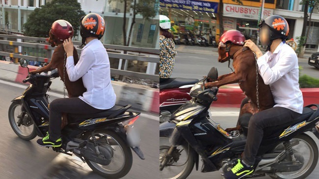 Cho thú cưng đi xe máy, người dân dễ bị phạt nặng