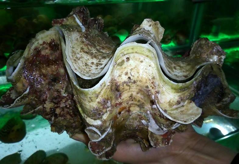 Đại gia Hà thành ăn con ốc 'vô địch' toàn cầu: 10kg, giá 4 triệu
