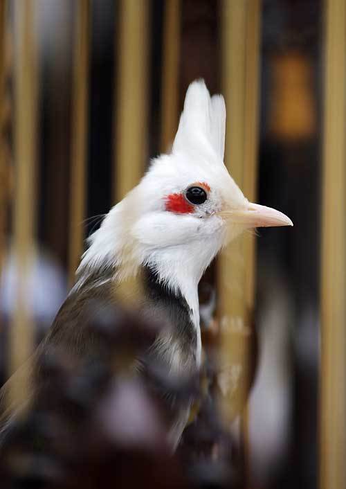 Chú chim chào mào đột biến gen 300 triệu của đại gia Hà Nội