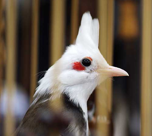 Chú chim chào mào đột biến gen 300 triệu của đại gia Hà Nội