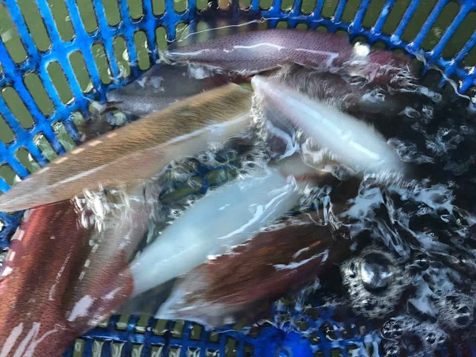 'Thủy quái' 2,2 mét trên sông Lam, hải sản Quảng Ninh đắt hơn vàng