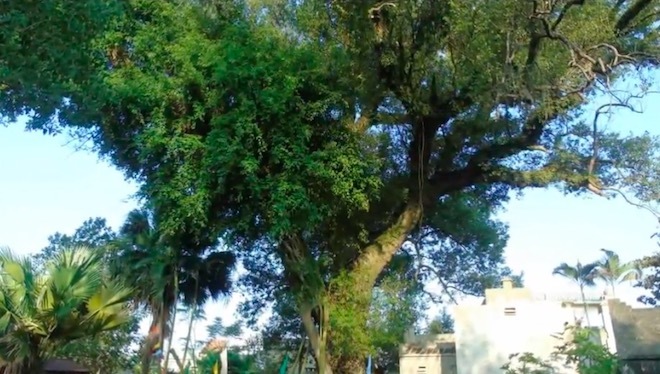 Chuyện đời của 'cụ cây' từng trải qua 7 thế kỷ tại Việt Nam