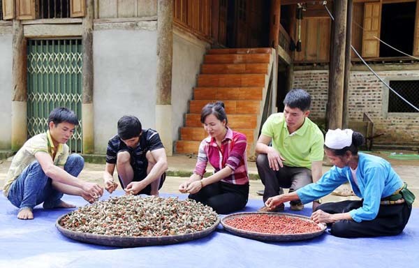 Làm giàu ở nông thôn: Một cây dổi đổi cả...chỉ vàng