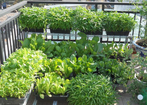 Liệu rau nhà trồng có phải là rau sạch?