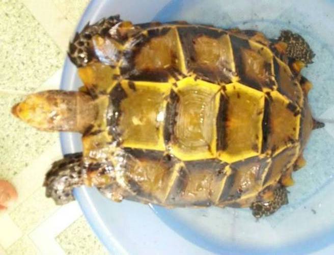 Cặp rùa vàng quý hiếm: Ngã giá 800 trăm triệu bán liền tay