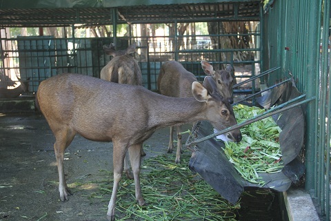 Đà Nẵng tính xóa sổ vườn thú 30 năm chỉ có 1 con trăn