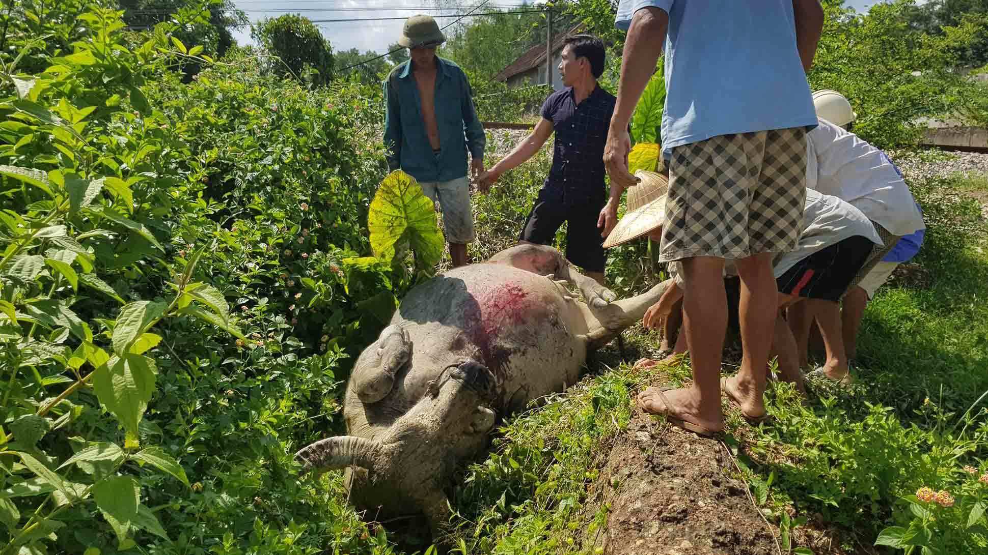 Tàu hỏa húc chết 9 con trâu