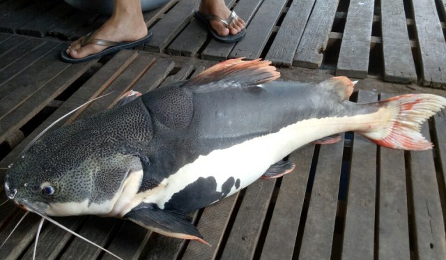 Đàn 'thủy quái đuôi đỏ' của lão nông trên sông Hậu