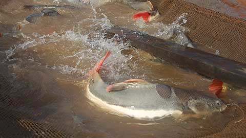 Cận cảnh đàn ‘thuỷ quái’ Amazon bạc tỷ của anh hai miền Tây