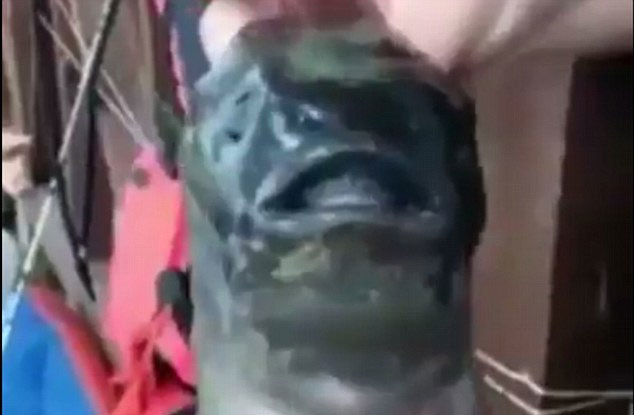 Bắt được 'quái vật biển' đột biến hai miệng