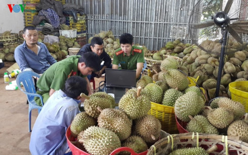 Gia Lai: Bắt quả tang cơ sở nhúng sầu riêng bằng hóa chất