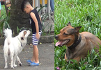 Nhiều chó thả rông, không rọ mõm trong công viên trung tâm Sài Gòn