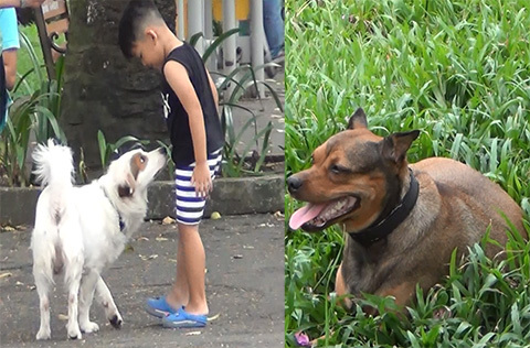 Nhiều chó thả rông, không rọ mõm trong công viên trung tâm Sài Gòn