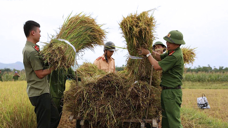 Nữ chiến sĩ công an gặt lúa giúp dân chạy ‘siêu bão’