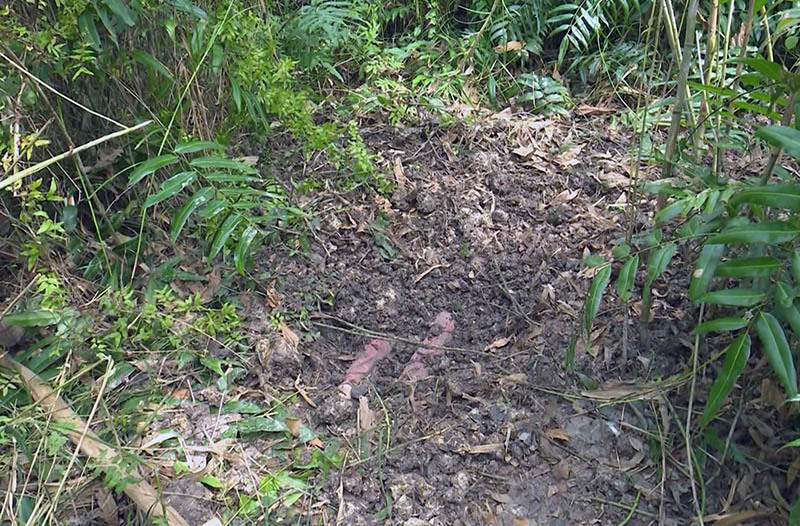 Phát hiện thi thể bé gái 13 tuổi chôn dưới bụi cây