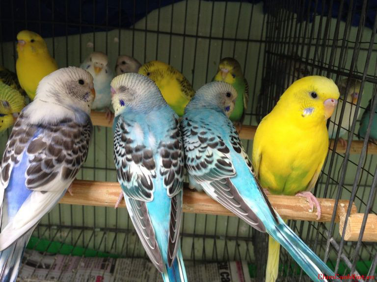 Thú chơi chim yến quý tộc trước đây chỉ có vua chúa mới nuôi